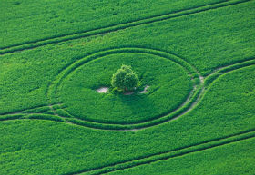 Getreidefeld, Fotolia: UbjsP Fotolia 52919833 S