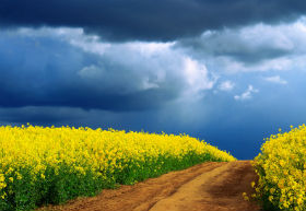 Gelbe Blumen, fotolia Fotolia 83795751 XS
