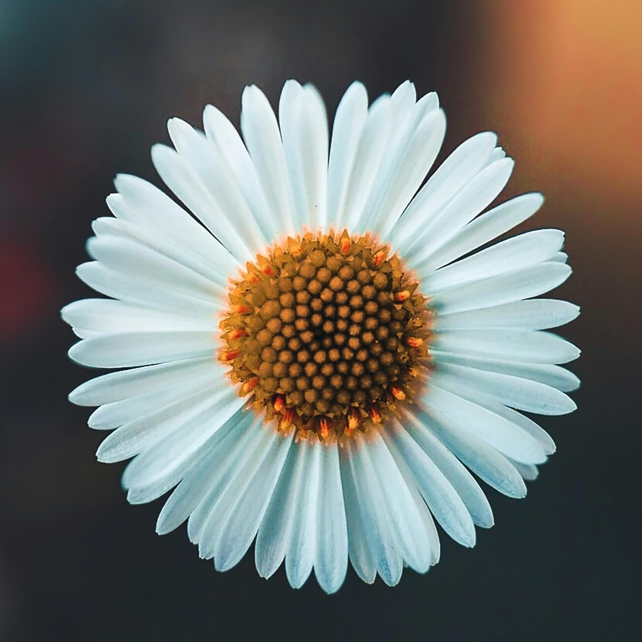 Mit Blüten